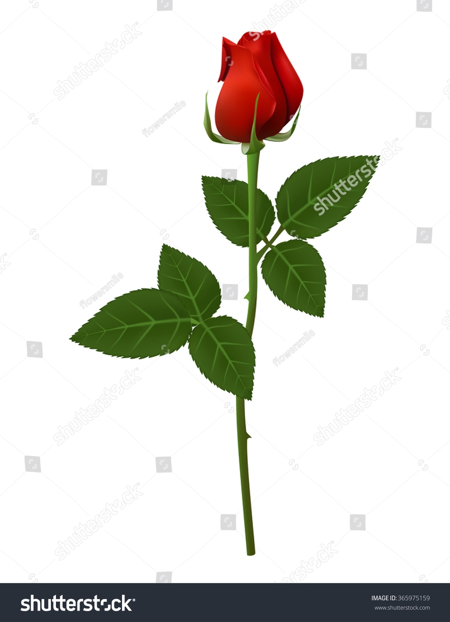 english rose dating site